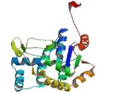 Adenylate Kinase 4 (AK4)