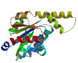 Adenylate Kinase 5 (AK5)