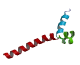 Adenylate Kinase 7 (AK7)