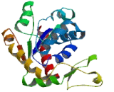 Adenylate Kinase 8 (AK8)