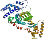 Adenylosuccinate Lyase (ADSL)