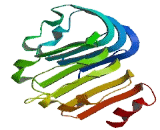 Matrix Remodelling Associated Protein 5 (MXRA5)