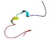 Adrenomedullin 5 Like Protein (ADM5)