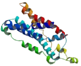 Adrenomedullin Receptor (AMR)