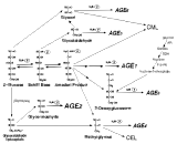 Advanced Glycation End Product (AGE)