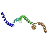 Afadin And Alpha Actinin Binding Protein (ADIP)