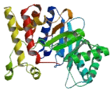 Aflatoxin Aldehyde Reductase (AFAR)