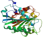 Agmatine Ureohydrolase (AGMAT)