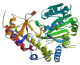 Alanine Glyoxylate Aminotransferase (AGXT)