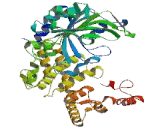 Alanyl tRNA Synthetase 2, Mitochondrial (AARS2)