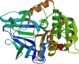 Alcohol Dehydrogenase 1 (ADH1)