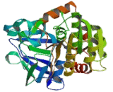 Alcohol Dehydrogenase 2 (ADH2)