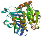 Alcohol Dehydrogenase 4 (ADH4)