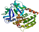 Alcohol Dehydrogenase 5 (ADH5)