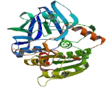 Alcohol Dehydrogenase 6 (ADH6)