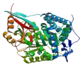 Aldehyde Dehydrogenase 1 Family, Member A3 (ALDH1A3)