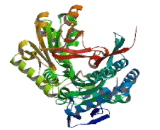 Aldehyde Dehydrogenase 1 Family, Member B1 (ALDH1B1)