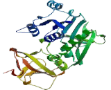 Aldehyde Dehydrogenase 1 Family, Member L1 (ALDH1L1)