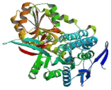 Aldehyde Dehydrogenase 1 Family, Member L2 (ALDH1L2)