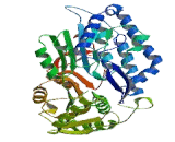 Aldehyde Dehydrogenase 16 Family, Member A1 (ALDH16A1)