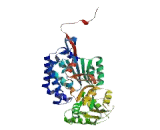 Aldehyde Dehydrogenase 3 Family, Member A1 (ALDH3A1)