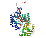 Aldehyde Dehydrogenase 3 Family, Member A2 (ALDH3A2)