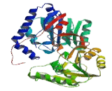 Aldehyde Dehydrogenase 3 Family, Member B1 (ALDH3B1)