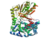 Aldehyde Dehydrogenase 4 Family, Member A1 (ALDH4A1)