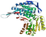 Aldehyde Dehydrogenase 5 Family, Member A1 (ALDH5A1)