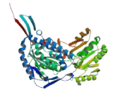 Aldehyde Dehydrogenase 6 Family, Member A1 (ALDH6A1)