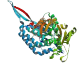 Aldehyde Dehydrogenase 8 Family, Member A1 (ALDH8A1)