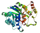 Aldo Keto Reductase Family 1, Member B1 (AKR1B1)