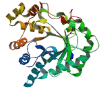 Aldo Keto Reductase Family 1, Member C1 (AKR1C1)