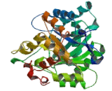 Aldo Keto Reductase Family 1, Member C4 (AKR1C4)