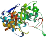 Aldo Keto Reductase Family 1, Member D1 (AKR1D1)