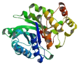 Aldo Keto Reductase Family 1, Member E1 (AKR1E1)