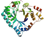 Aldo Keto Reductase Family 1, Member E2 (AKR1E2)