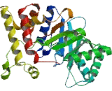 Aldo Keto Reductase Family 7, Member A3 (AKR7A3)