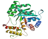 Aldo Keto Reductase Family 7 Like Protein (AKR7L)