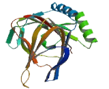 AlkB, Alkylation Repair Homolog 3 (ALKBH3)