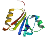 AlkB, Alkylation Repair Homolog 8 (ALKBH8)