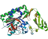 Alkaline Sphingomyelinase (Alk-Smase)