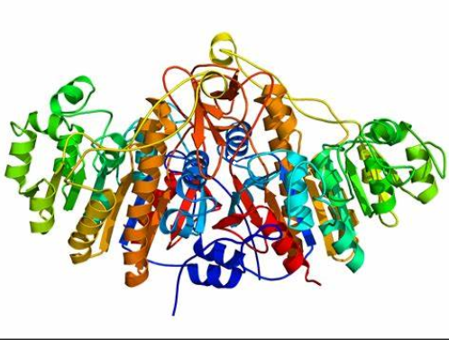 Alkaline Phosphatase (ALP)