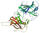 Allantoicase (ALLC)