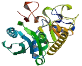 Alpha-1,3-Galactosyltransferase 1 (a3GALT1)