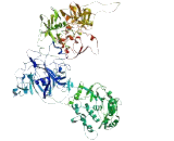 Conserved Telomere Capping Protein 1 (CTC1)