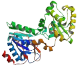 Alpha-Methylacyl Coenzyme A Racemase (aMACR)