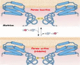 Alternative Oxidase (AOX)