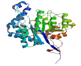 Amidohydrolase Domain Containing Protein 1 (AMDHD1)