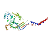 Amiloride Sensitive Cation Channel Protein 2, Neuronal (ACCN2)